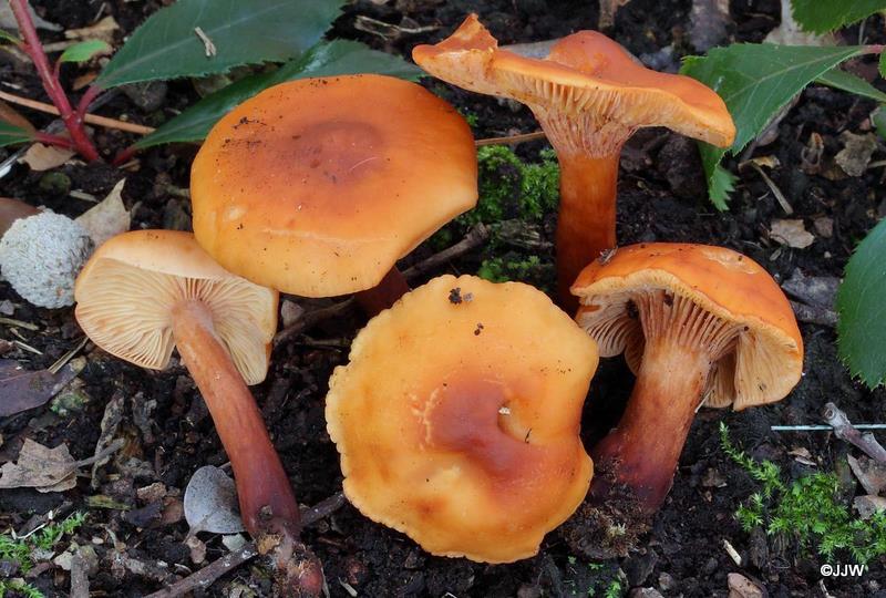 Lactarius atlanticus